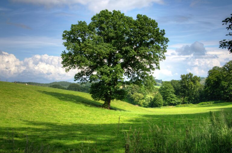 Acorns grow into oak trees