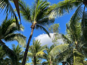 Caribbean Skies - Photo by Moon C.: https://www.pexels.com/photo/tropical-palm-trees-against-bright-blue-sky-31484642/