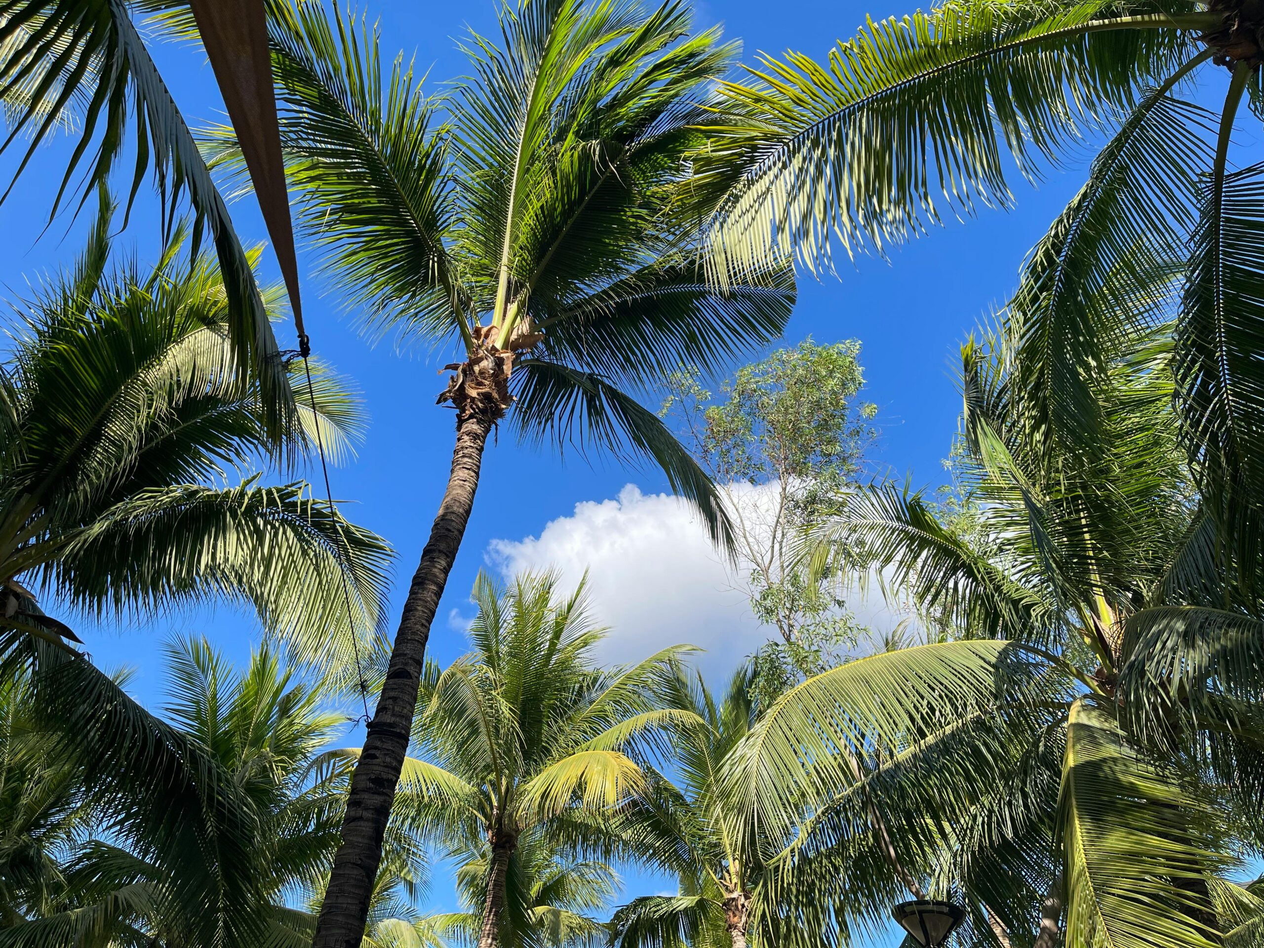 Caribbean Skies - Photo by Moon C.: https://www.pexels.com/photo/tropical-palm-trees-against-bright-blue-sky-31484642/