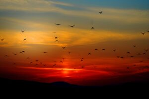 pexels-pixabay-70577