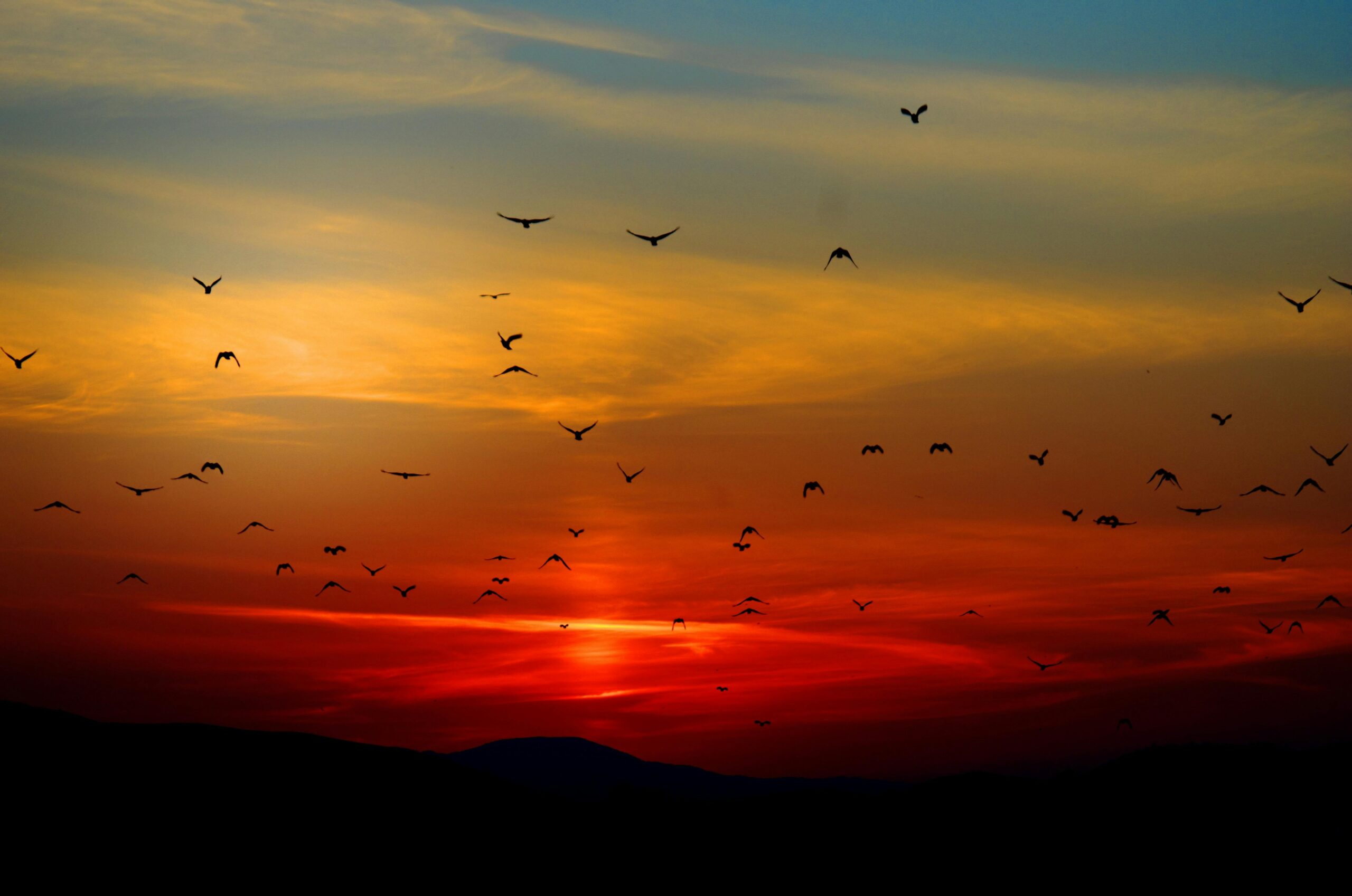 pexels-pixabay-70577